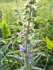 Echium vulgare