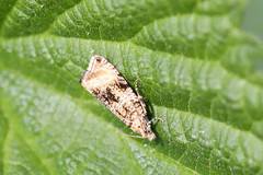 Syricoris