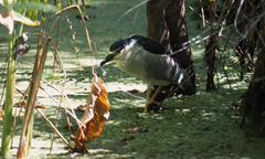 Nycticorax nycticorax image
