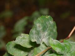 Golovinomyces sonchicola