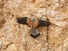 Falco tinnunculus