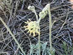 Hymenopappus filifolius