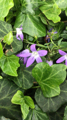 Campanula poscharskyana