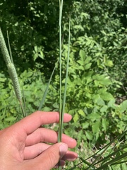 Phleum pratense