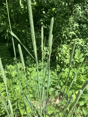 Phleum pratense