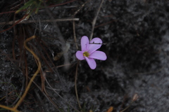 Oxalis polyphylla pentaphylla