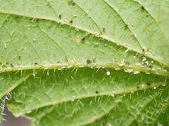 Aphis urticata
