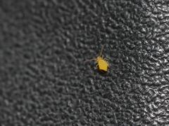 Deuterosminthurus pallipes