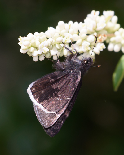 Funereal Duskywing