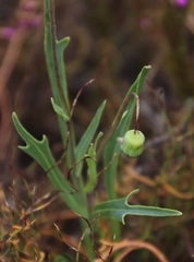 Othonna digitata