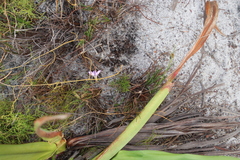 Oxalis polyphylla pentaphylla