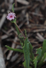Othonna digitata