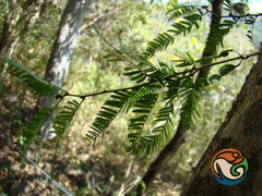 Aeschynomene fascicularis