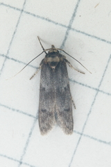 Oreana unicolorella