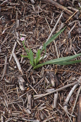 Othonna digitata