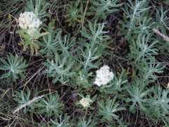 Achillea ochroleuca
