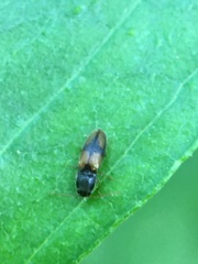 Horistonotus curiatus