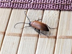 Pseudocistela ceramboides