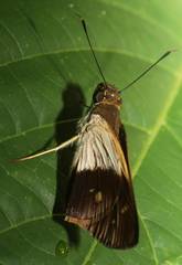 Calpodes longirostris