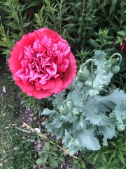 Papaver somniferum