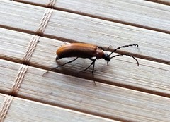 Pseudocistela ceramboides