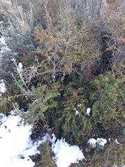 Berberis microphylla