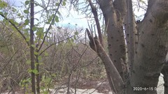 Leuenbergeria guamacho