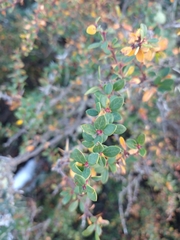 Berberis microphylla
