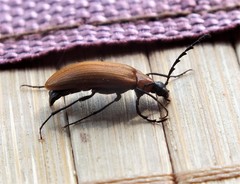 Pseudocistela ceramboides