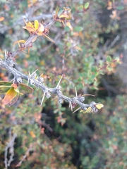 Berberis microphylla