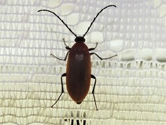 Pseudocistela ceramboides