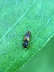 Horistonotus curiatus