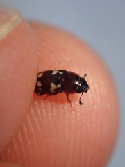 Glischrochilus quadriguttatus