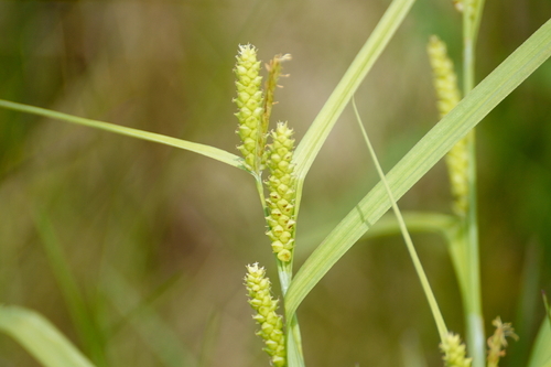 limestone meadow sedge (Carex granularis)