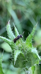 Hylaeus hyalinatus