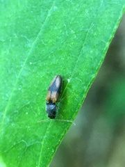 Horistonotus curiatus