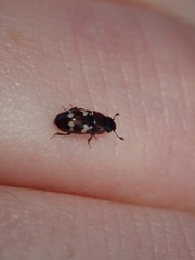 Glischrochilus quadriguttatus