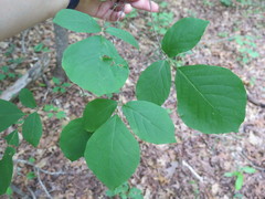 Styrax grandifolius