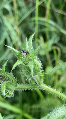 Hylaeus hyalinatus