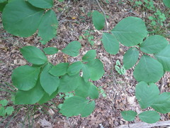 Styrax grandifolius