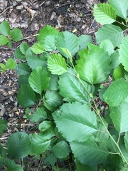 Alnus × pubescens