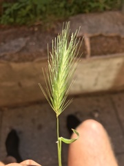 Hordeum murinum