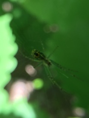 Leucauge venusta
