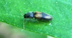 Horistonotus curiatus