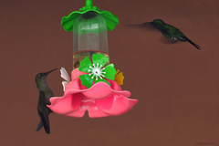 Eupetomena cirrochloris