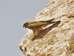 Falco tinnunculus