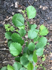 Alnus × pubescens