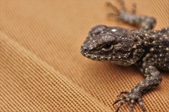 Sceloporus taeniocnemis