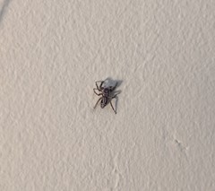 Platycryptus undatus