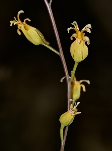 Streptanthus oblanceolatus